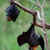 Kalon australsky - Pteropus poliocephalus - Gray-headed Flying Fox o1606